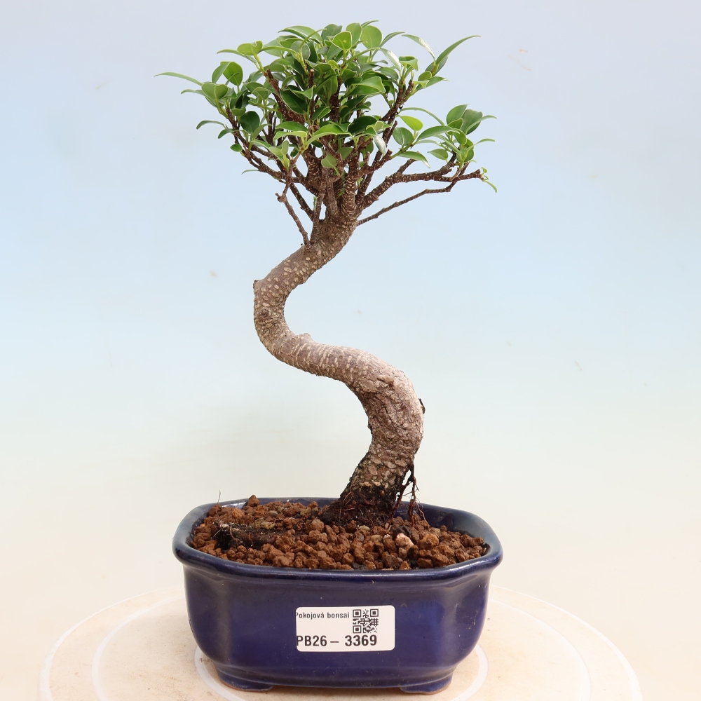 Zimmerbonsai - Ficus kimmen - Kleinblättriger Ficus
