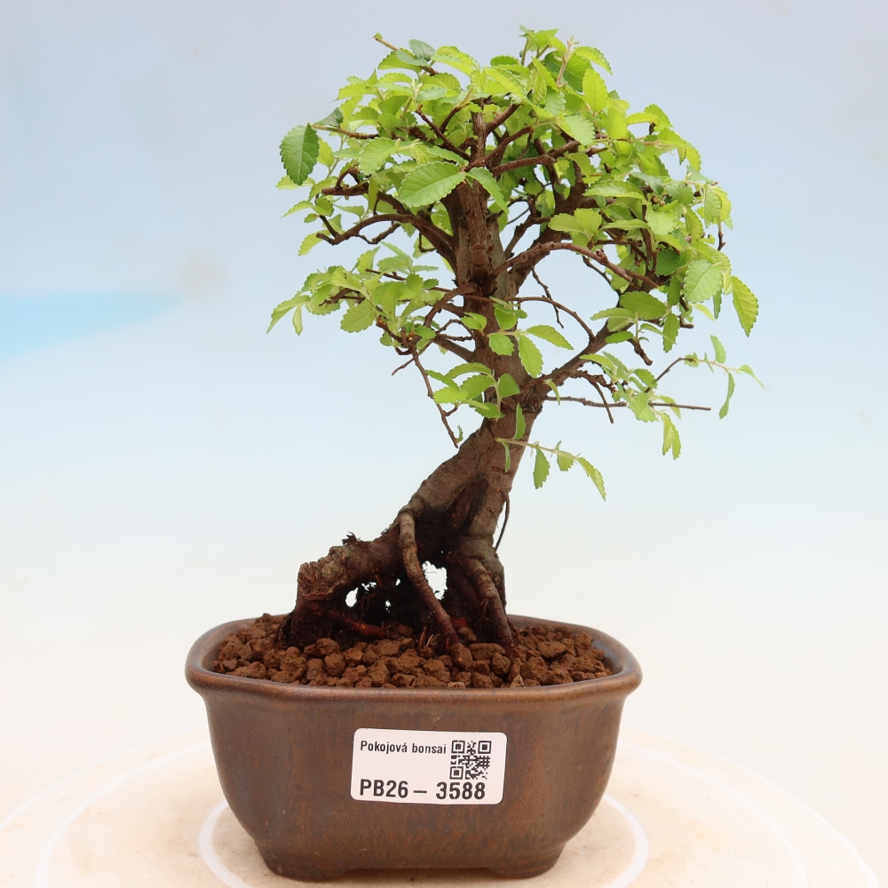 Zimmerbonsai - Ulmus parvifolia - Kleinblättrige Ulme