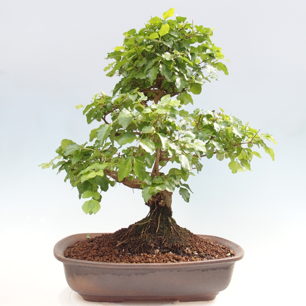 Zimmer Bonsai -Ligustrum chinensis - Vogelschnabel