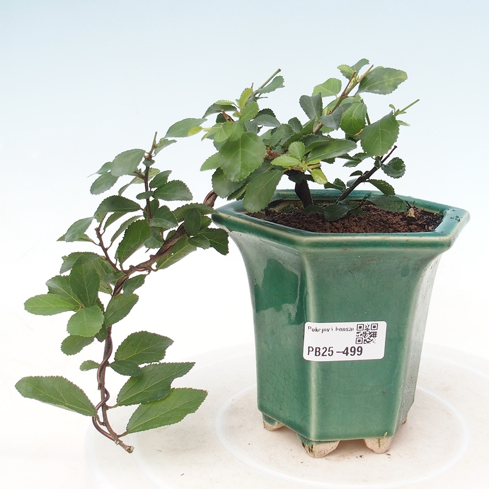 Zimmerbonsai - Grewia occidentalis - Lavendelstern