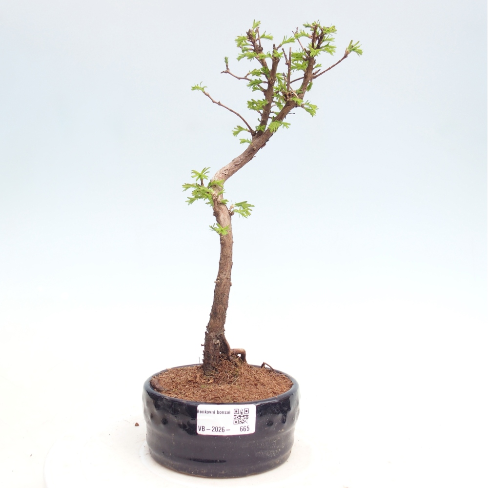 Bonsai für draußen - Metasequoia glyptostroboides - Chinesische Metasequoia