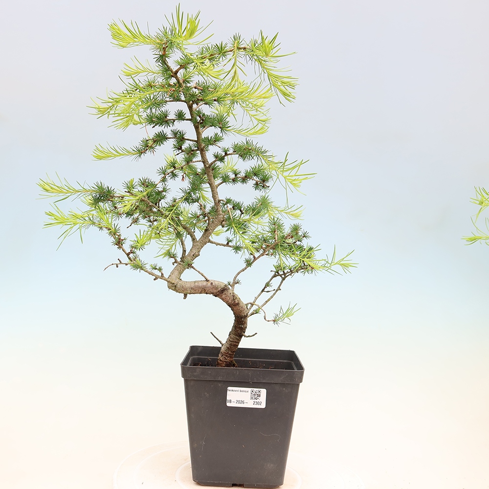 Bonsai für draußen -Larix decidua - Lärche