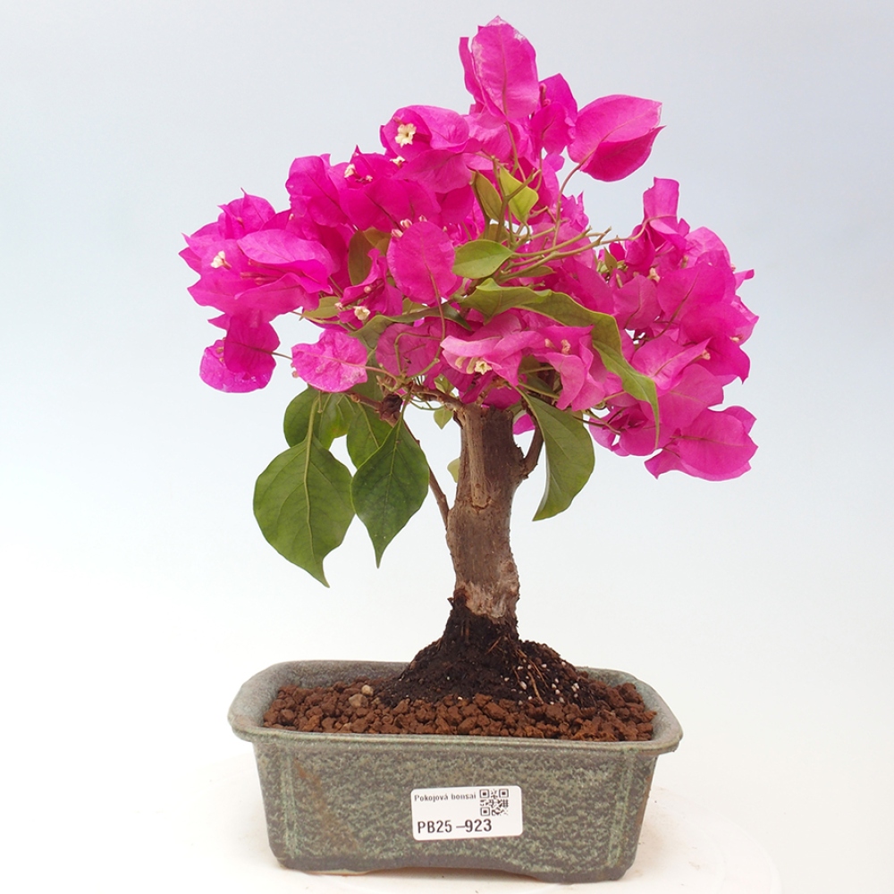 Indoor Bonsai - Bouganwilea