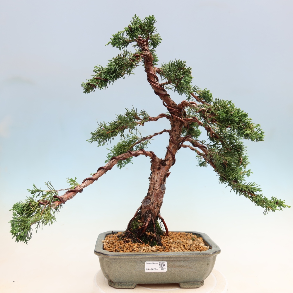 Bonsai für draußen - Juniperus chinensis Kishu