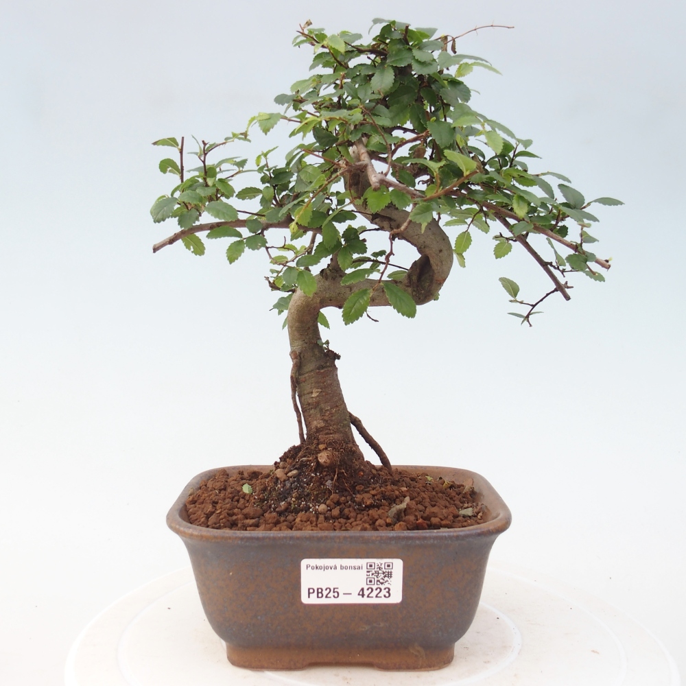 Zimmerbonsai - Ulmus parvifolia - Kleinblättrige Ulme
