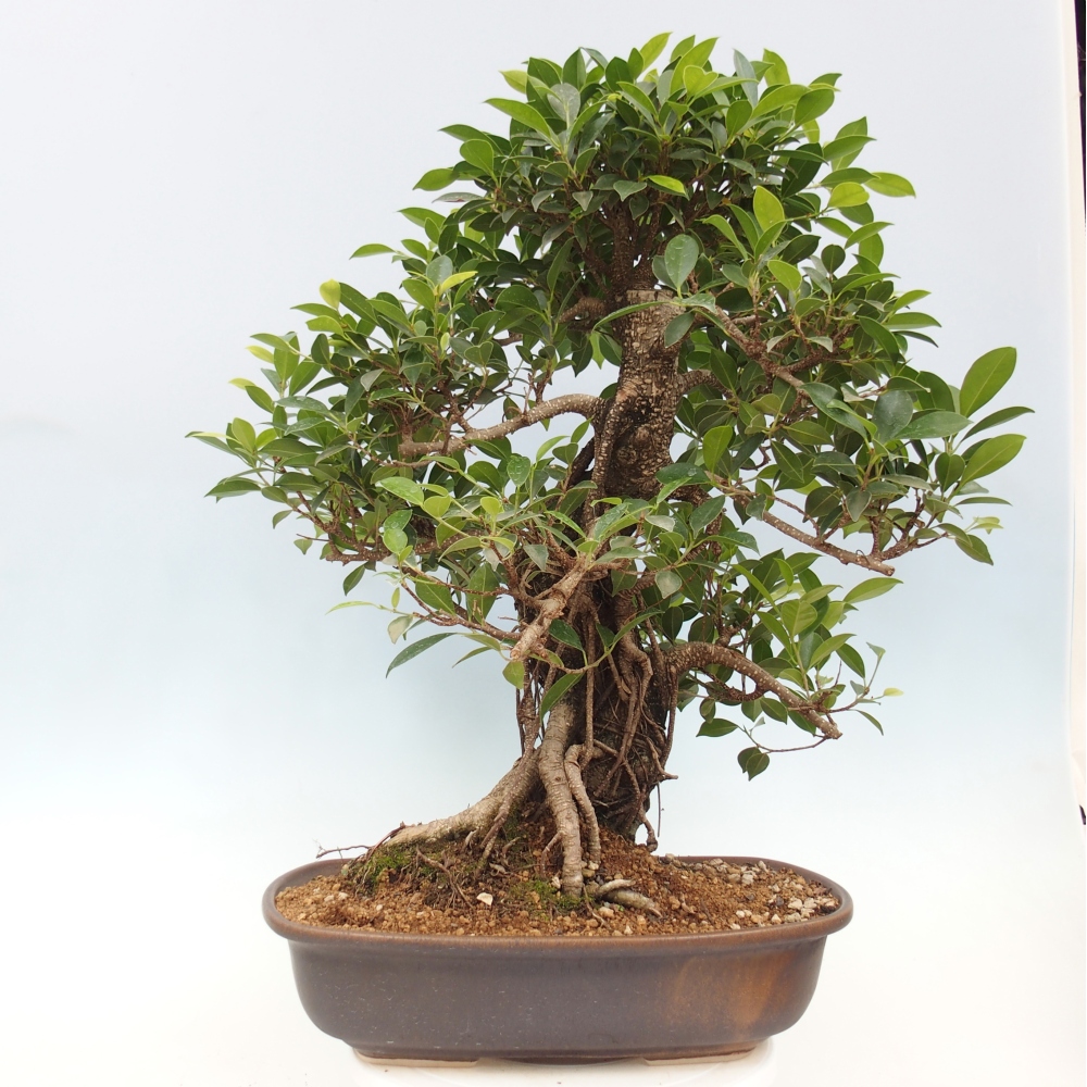 Zimmerbonsai - Ficus kimmen - kleinblättriger Ficus - NUR PERSÖNLICHE ABHOLUNG oder Palettentransport