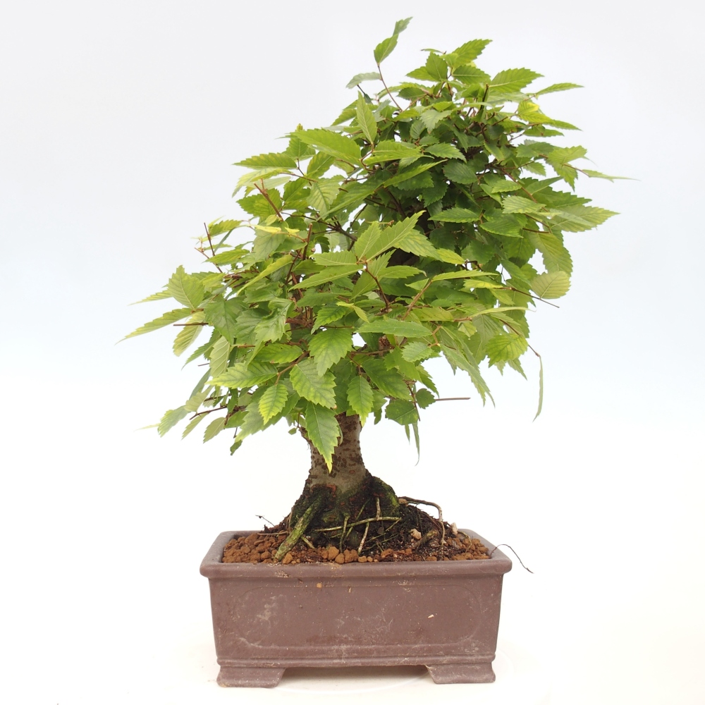 Bonsai im Freien - Zelkova - Zelkova serrata