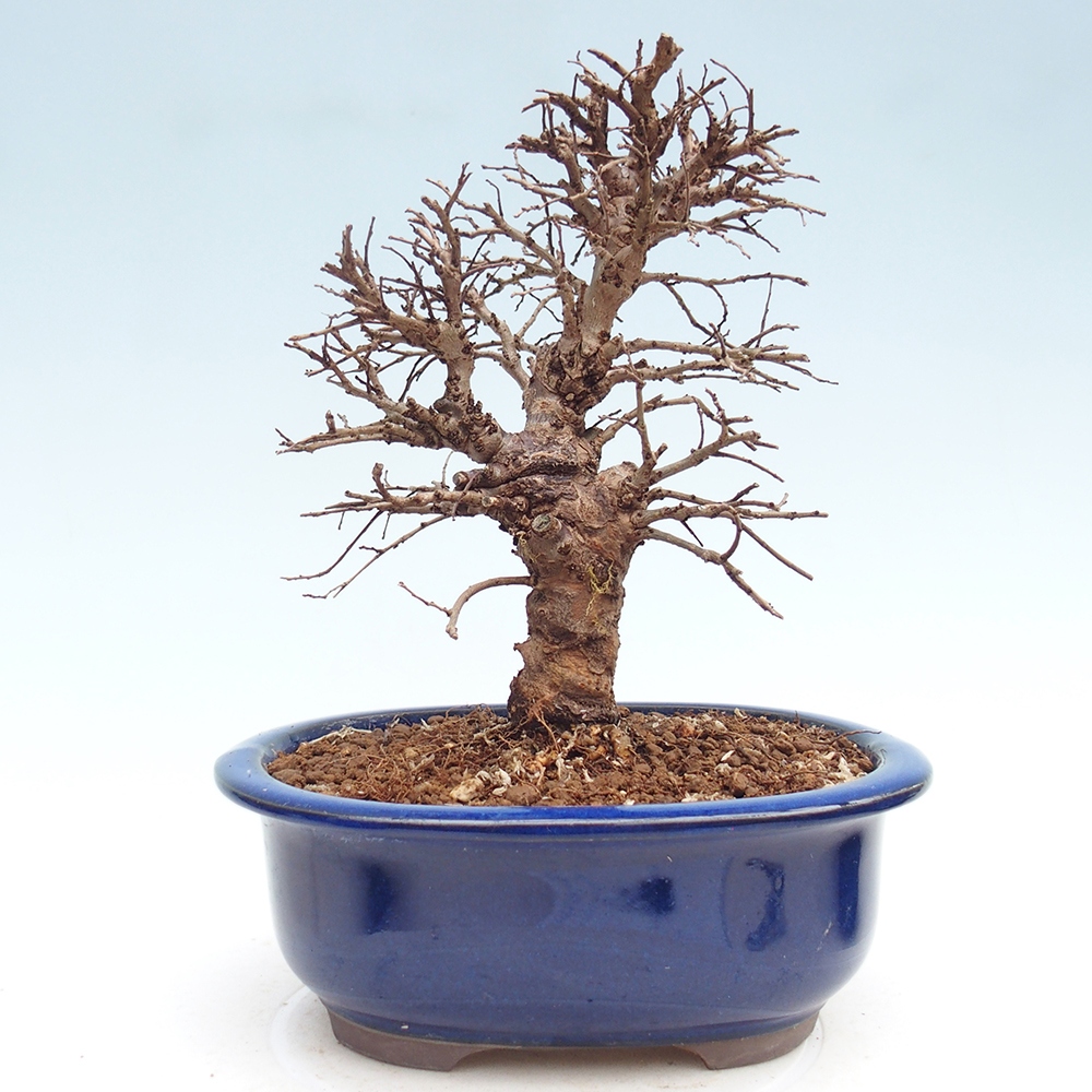 Bonsai für draußen - Zelkova - Zelkova NIRE