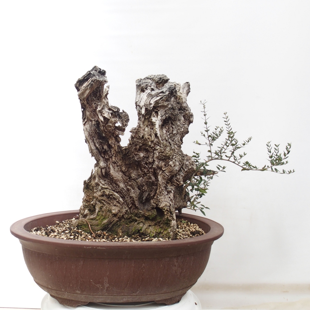 Indoor-Bonsai - Olea europaea sylvestris - Europäisches kleinblättriges Olivenöl