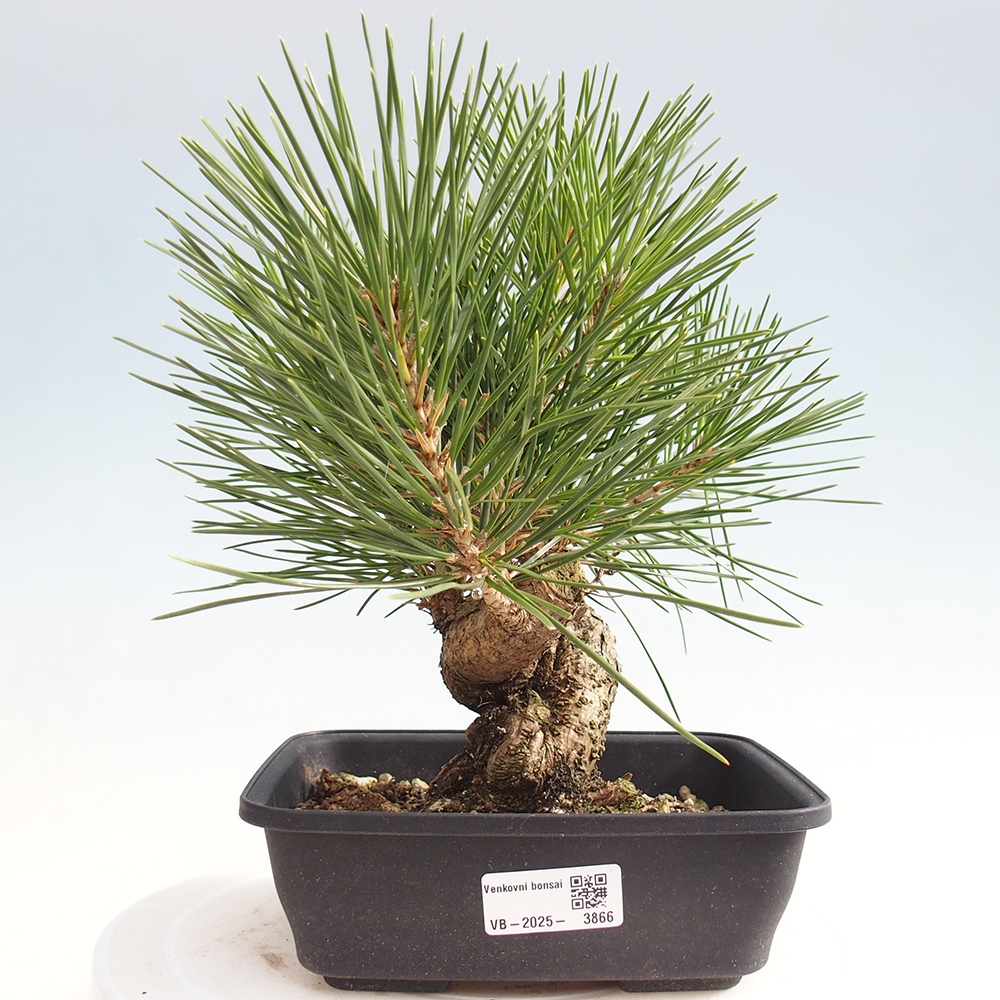 Bonsai für draußen - Pinus thunbergii - Thunberg-Kiefer