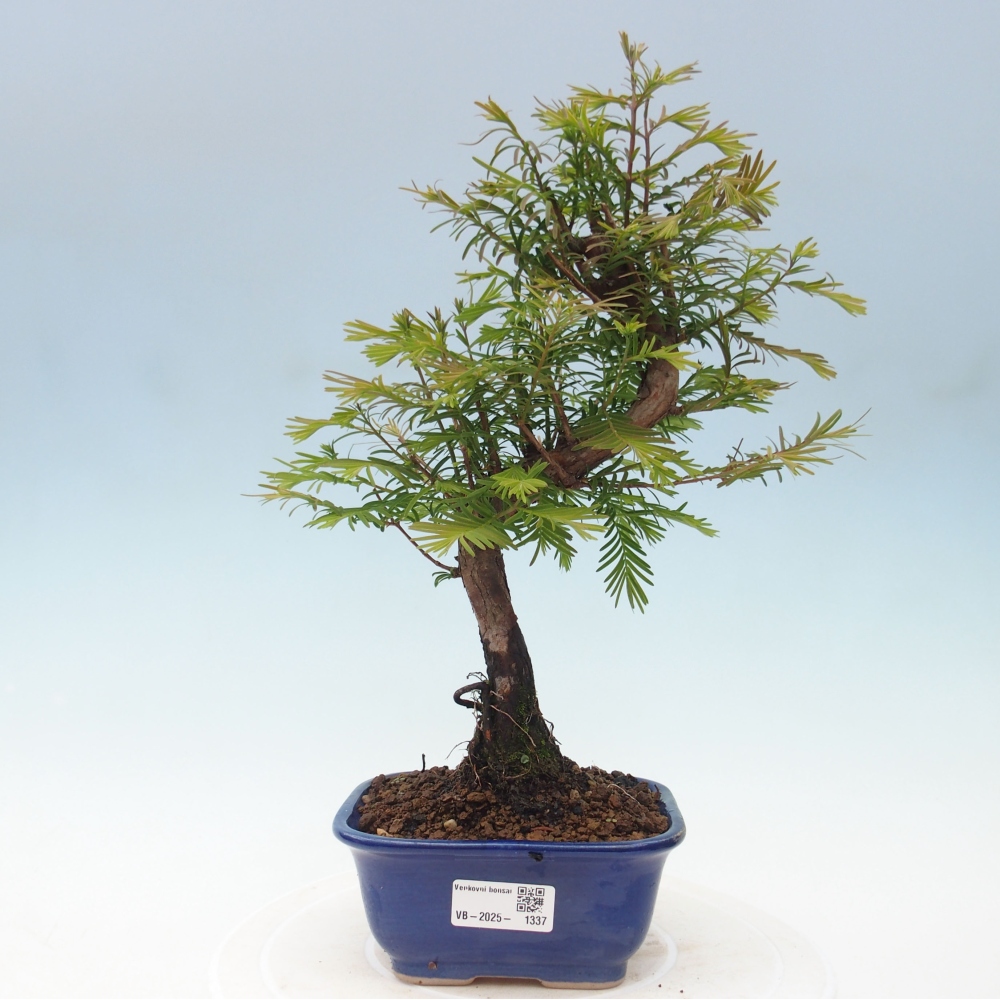 Bonsai im Freien - Metasequoia glyptostroboides - Chinesischer Metasequoia
