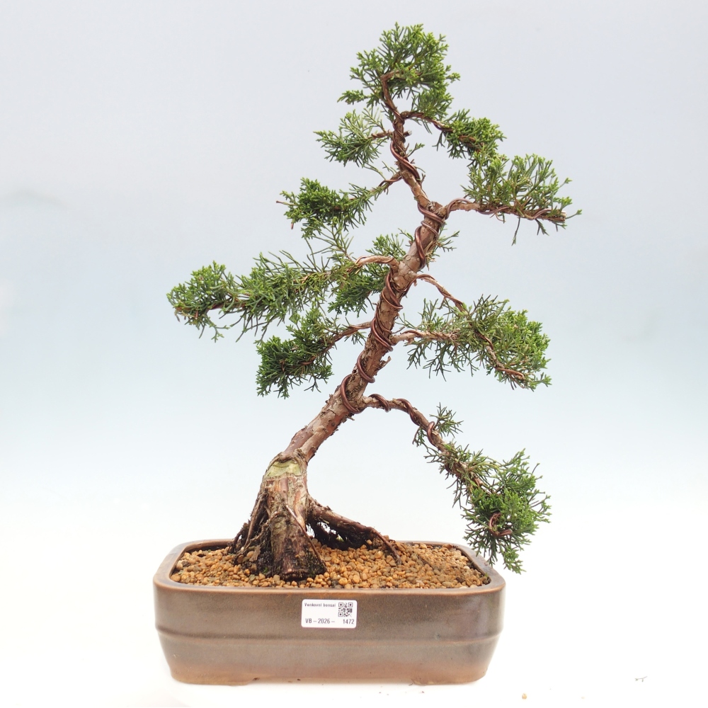 Outdoor-Bonsai - Juniperus chinensis Kishu - Chinesischer Wacholder