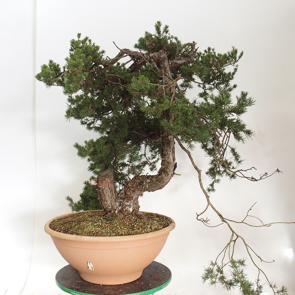 Yamadori - Pinus sylvestris Spanien