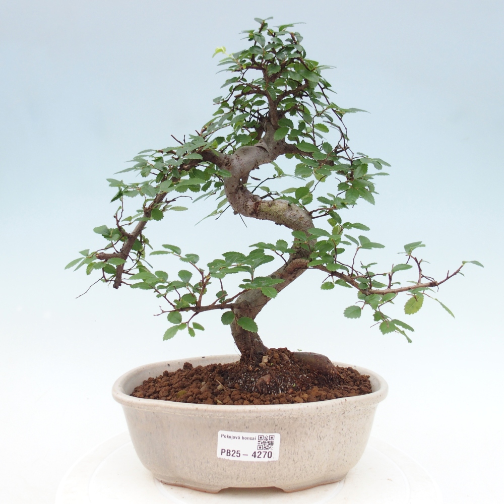 Zimmerbonsai - Ulmus parvifolia - Kleinblättrige Ulme