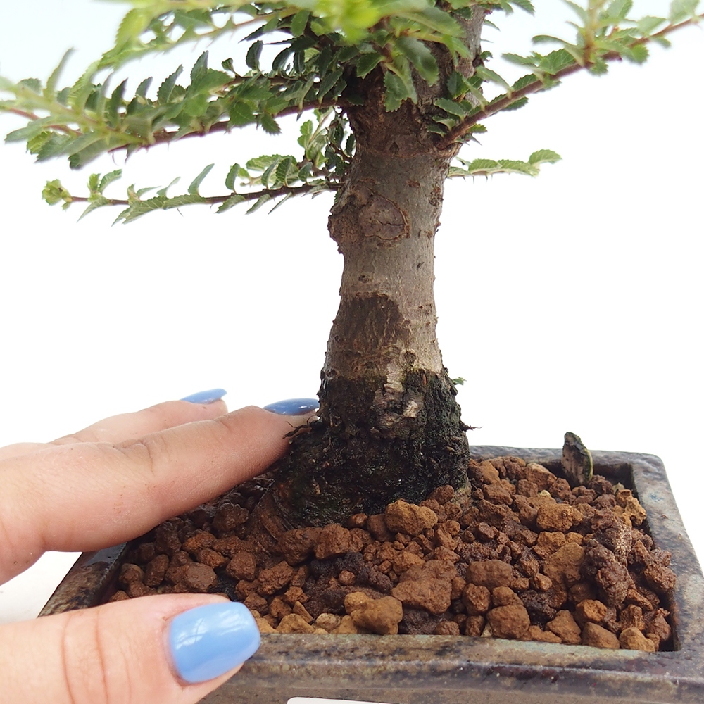 Bonsai im Freien - Ulmus parvifolia Hokkaido - Chinesische Ulme