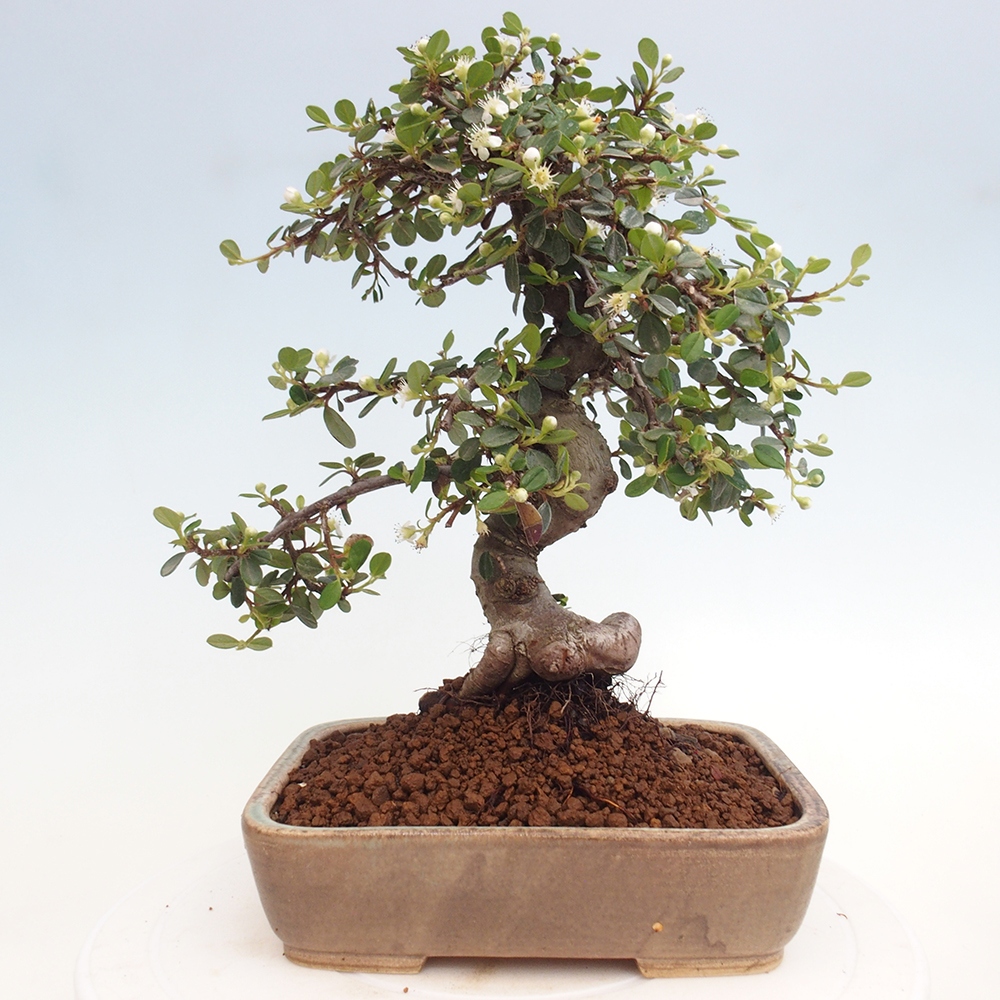 Outdoor-Bonsai-Cotoneaster dammeri - Rock Damer