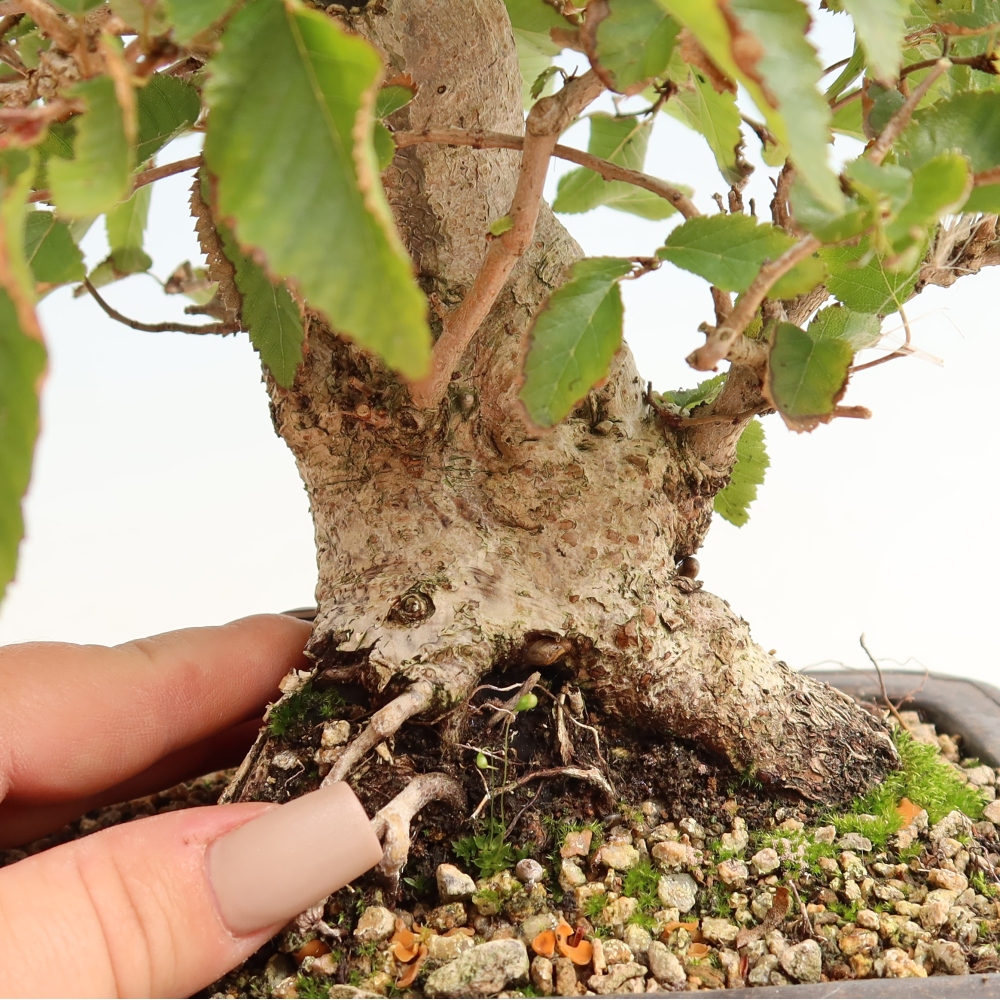 Bonsai für draußen -Carpinus CARPINOIDES - Koreanische Hainbuche