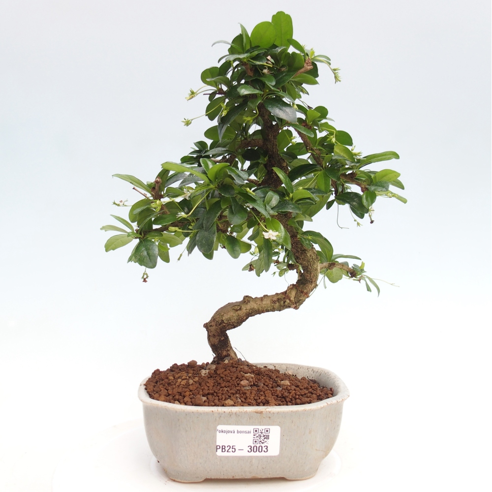 Zimmerbonsai - Carmona Macrophylla - Fuki-Tee