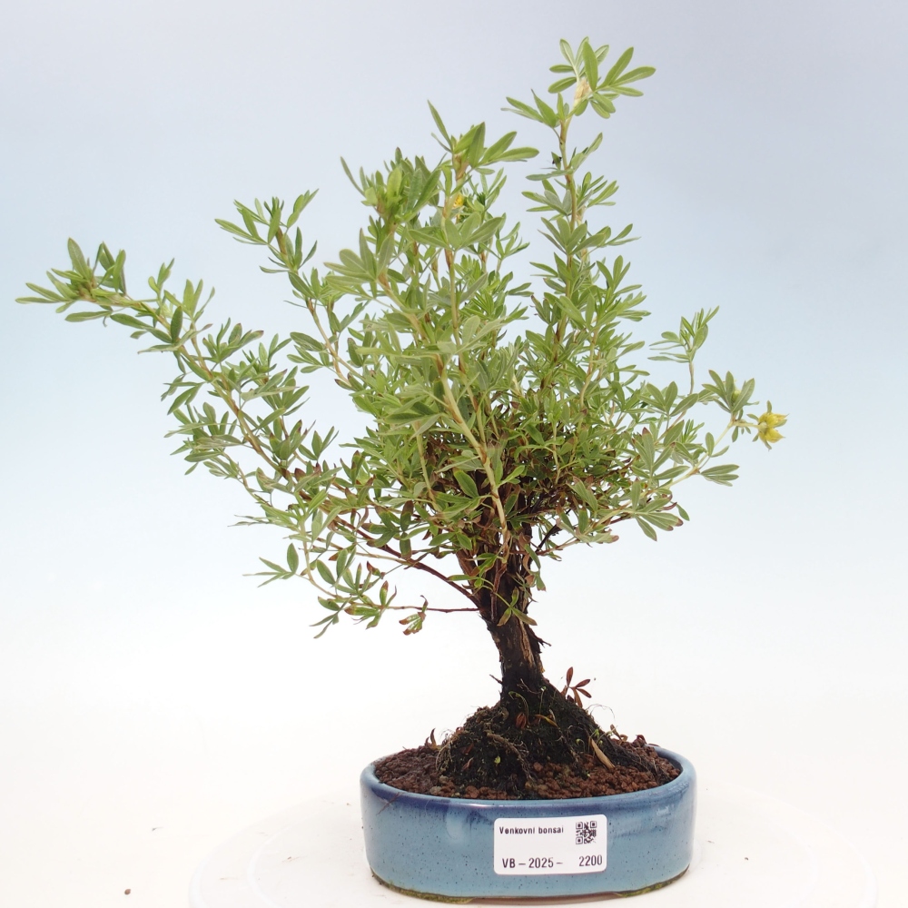 Outdoor-Bonsai-Fingerkraut - Potentila fruticosa gelber Vogel