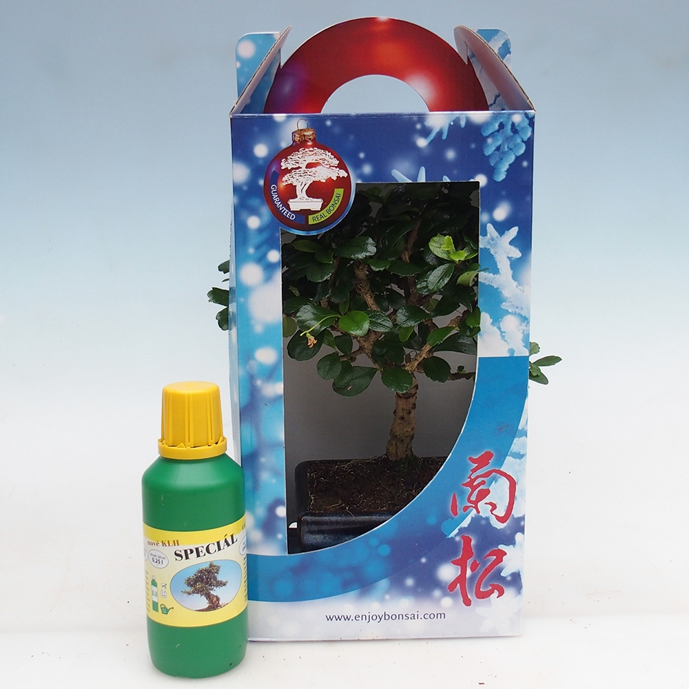 Zimmerbonsai im Geschenkkarton Carmona microphylla - Tee fuki