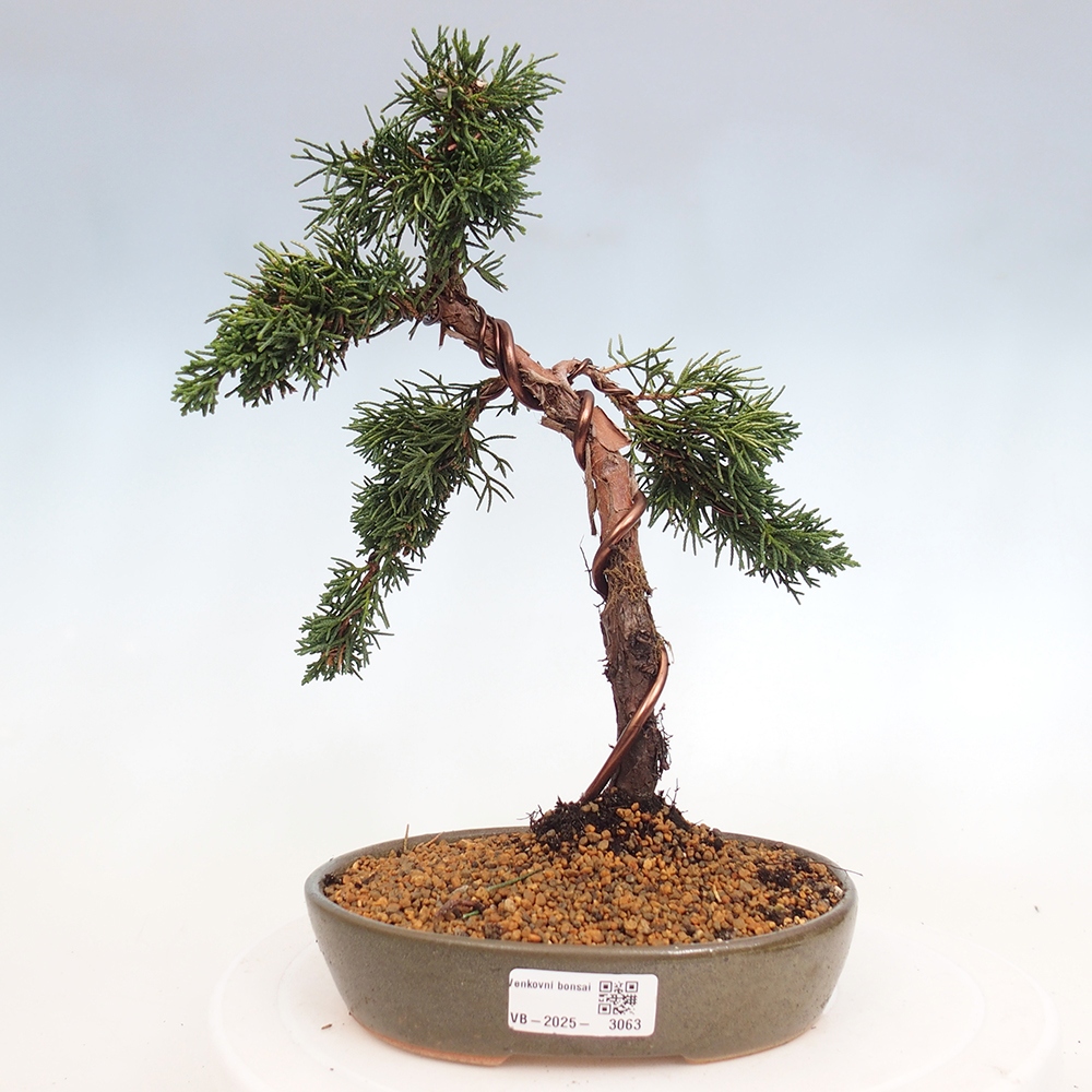 Bonsai im Freien - Juniperus chinensis Kishu - Chinesischer Wacholder