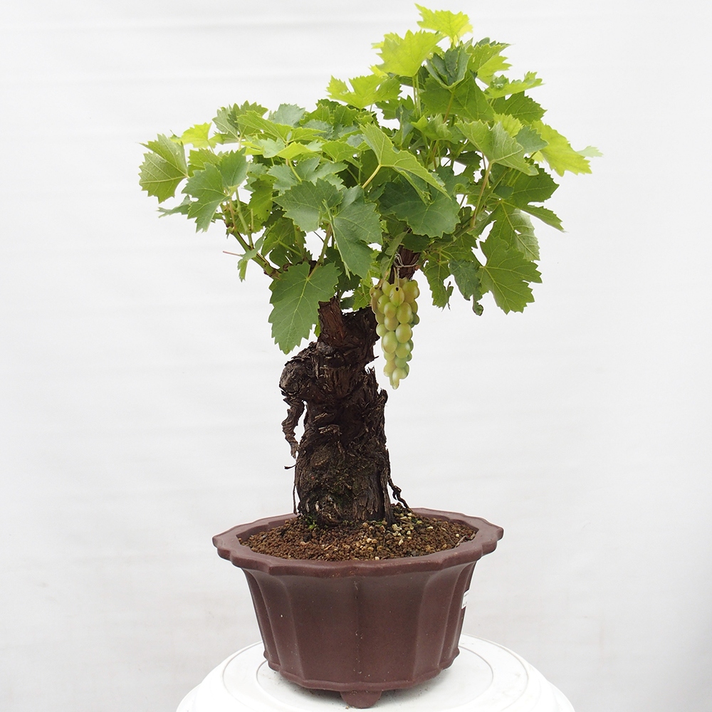 Bonsai im Freien - Vitis vinnifera MUSKAT ITALIA  - Weinrebe
