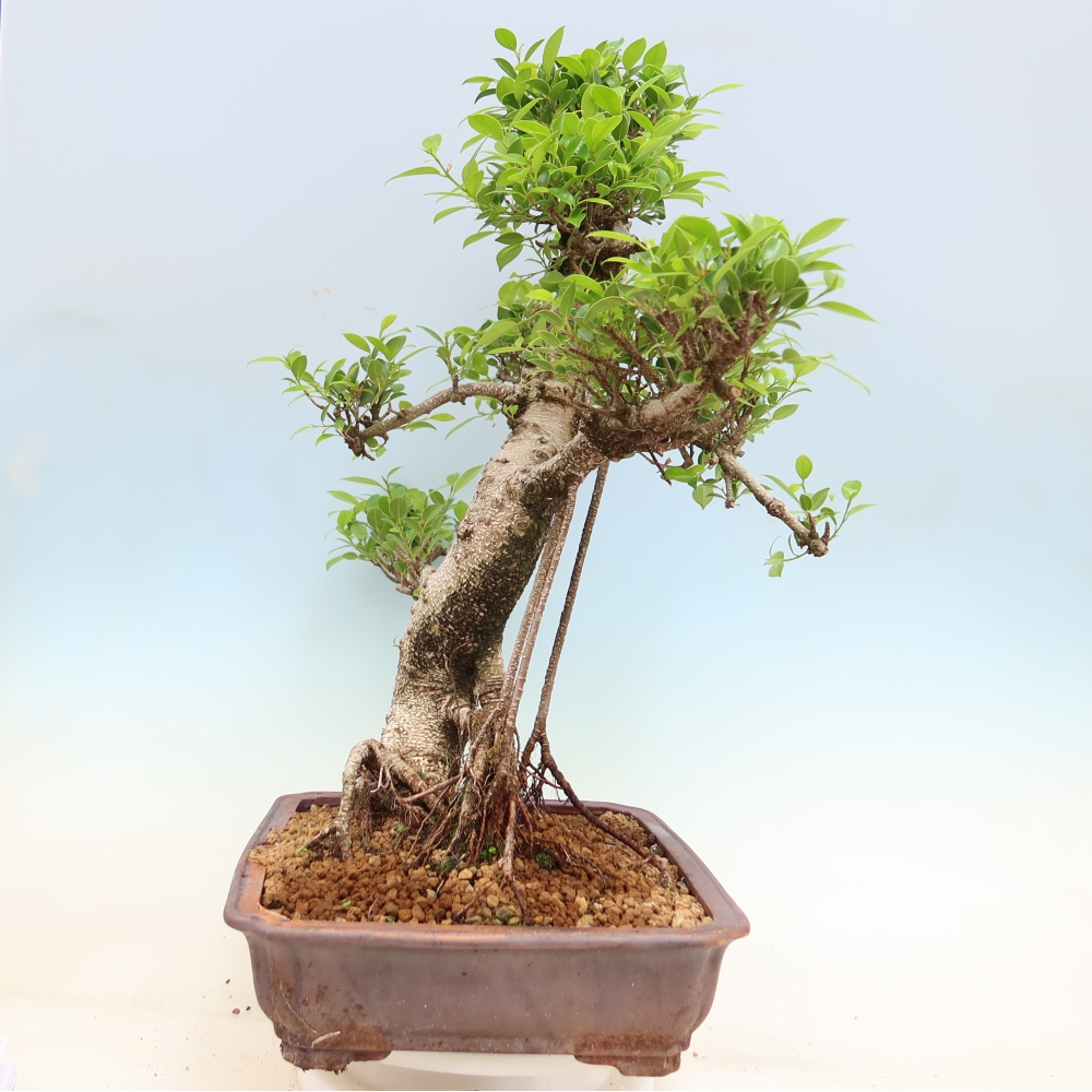 Zimmerbonsai - Ficus kimmen - Kleinblättriger Ficus