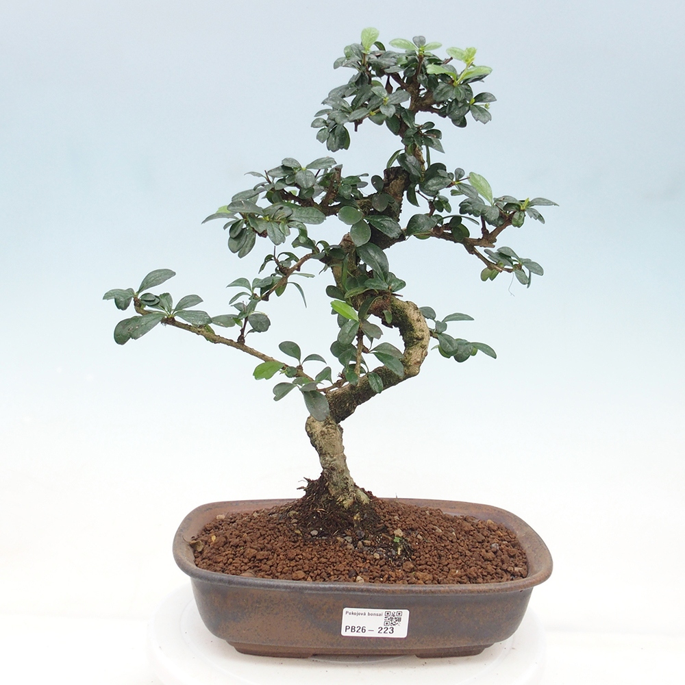 Zimmer-Bonsai - Carmona macrophylla - Tee-Fuki