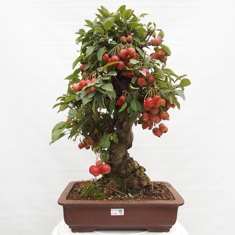 Bonsai im Freien - Malus halliana - Kleinfruchtiger Apfelbaum