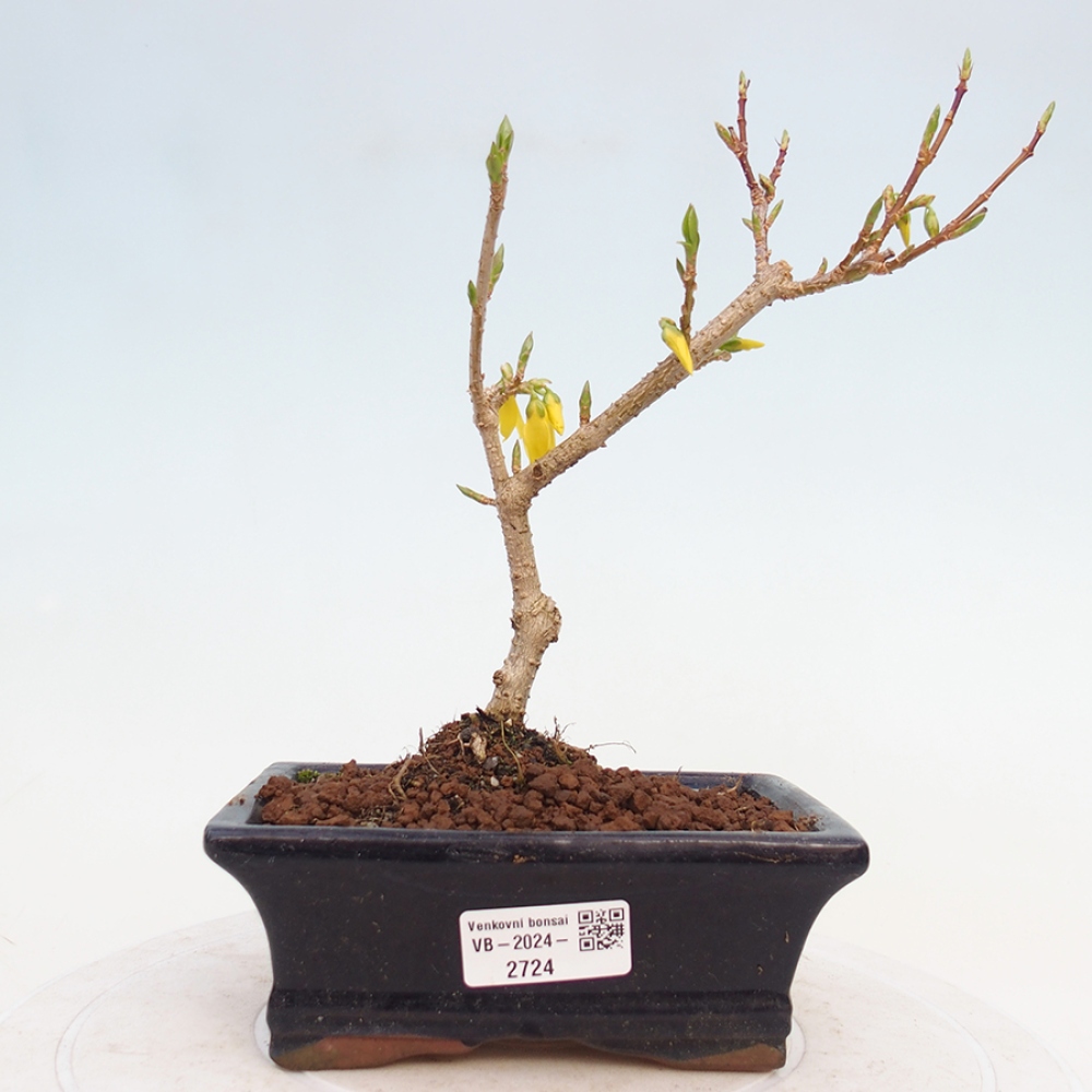 Bonsai im Freien - Forsythie - Forsythia intermedia 