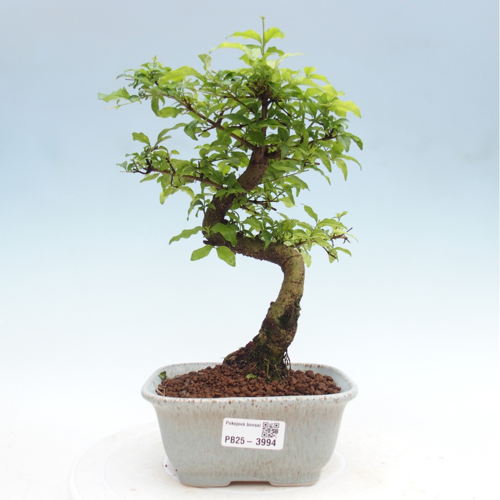Zimmer Bonsai -Ligustrum chinensis - Vogelschnabel