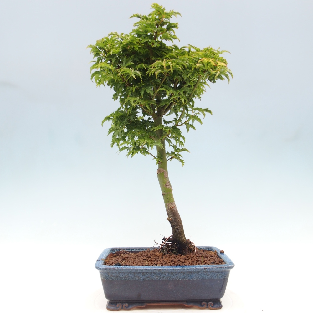Bonsai im Freien - Acer palmatum Shishigashira-Ahorn