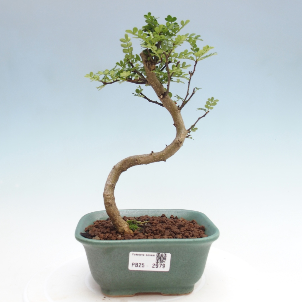 Zimmerbonsai - Zantoxylum piperitum - Pfefferminze