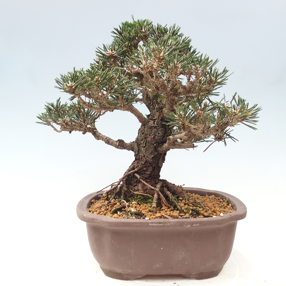 Bonsai für draußen - Pinus thunbergii Kotobuki - Thunberg-Kiefer