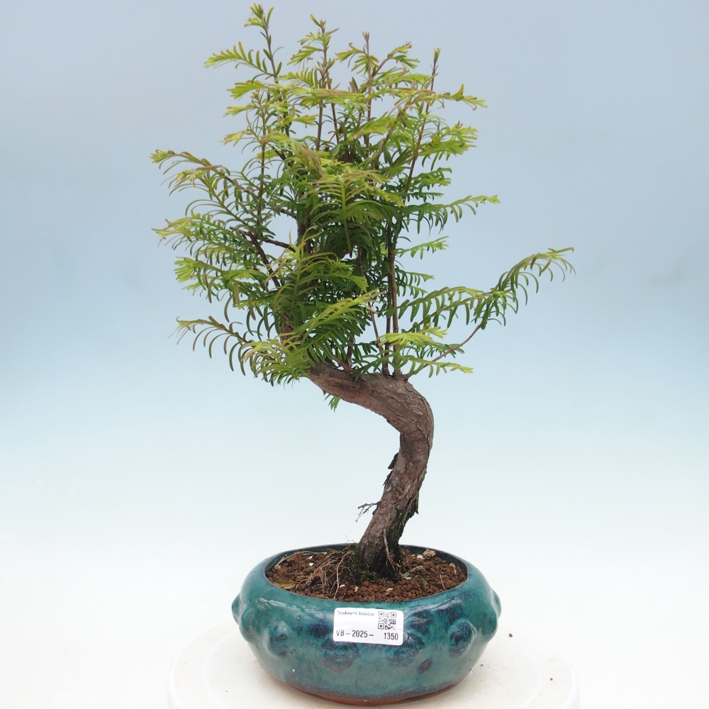 Bonsai im Freien - Metasequoia glyptostroboides - Chinesischer Metasequoia