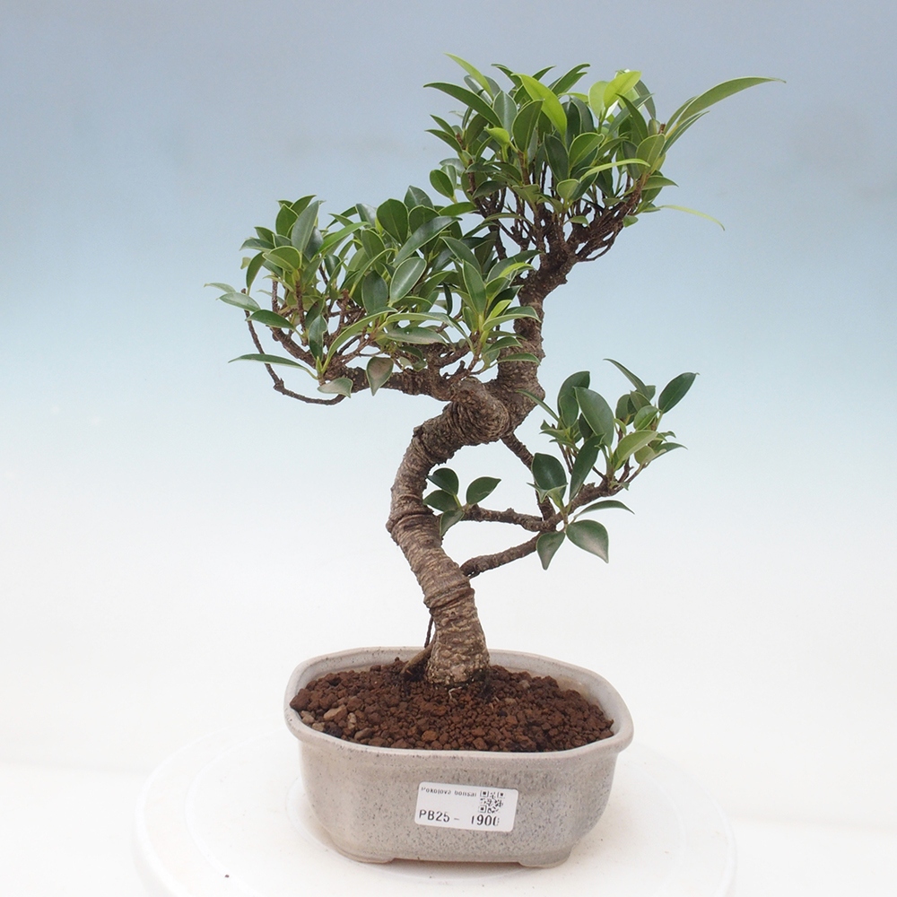 Indoor-Bonsai - Ficus retusa - kleiner Ficus