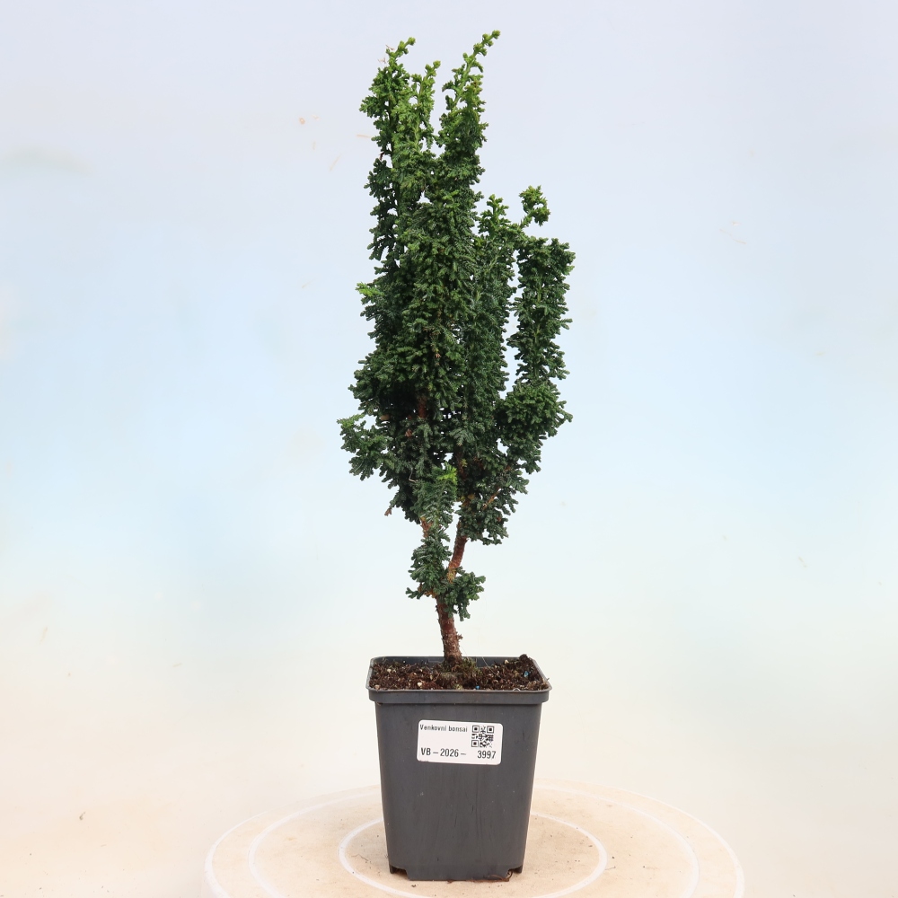 Bonsai für draußen - Cham. obtusa SEKKA HINOKI - Zypresse