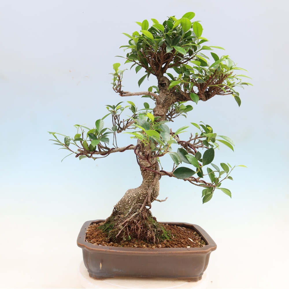Zimmerbonsai - Ficus kimmen - Kleinblättriger Ficus