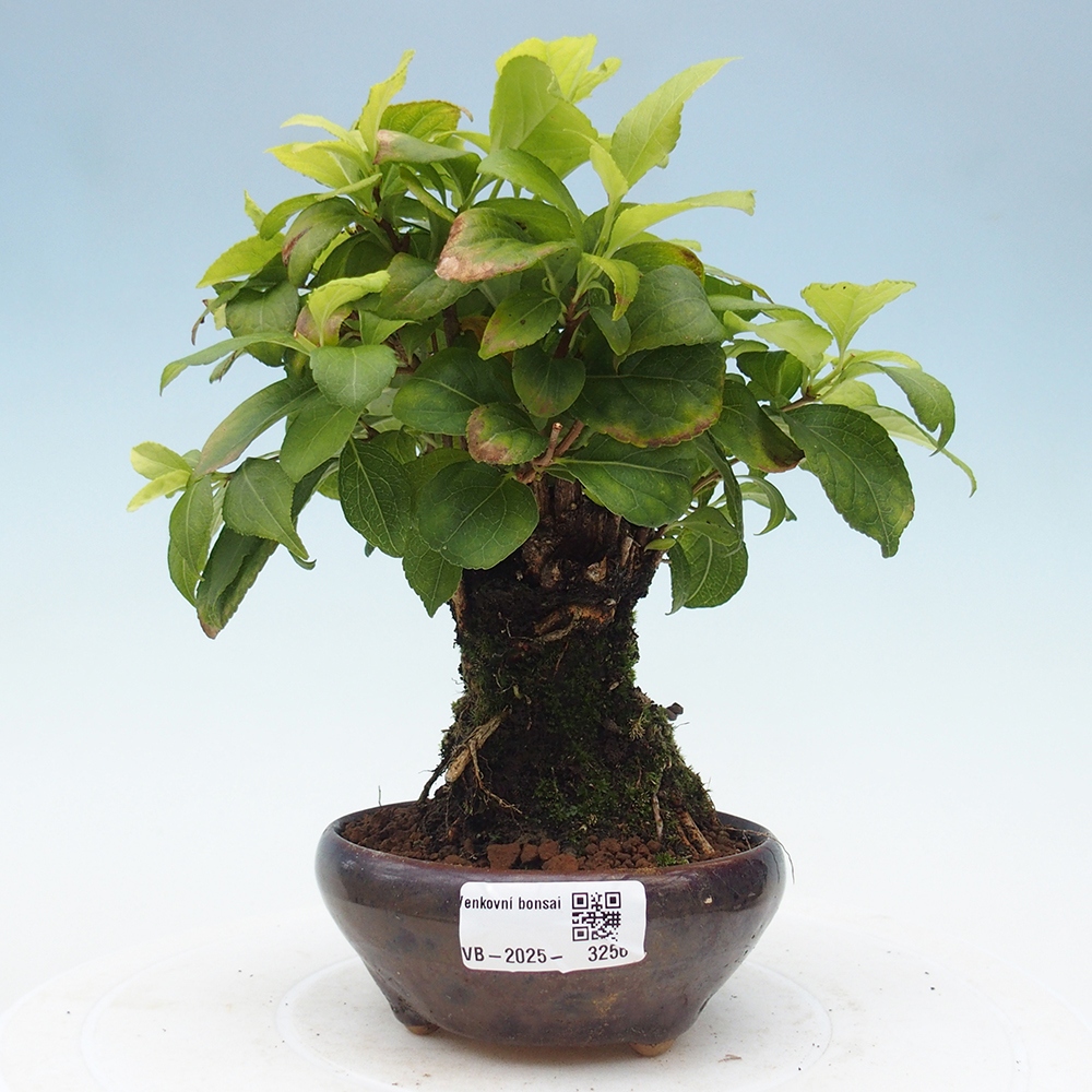 Outdoor-Bonsai - Celastrus Jesenec