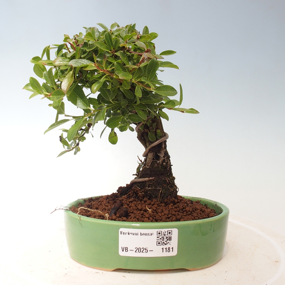 Bonsai im Freien - Salix - Wierzba