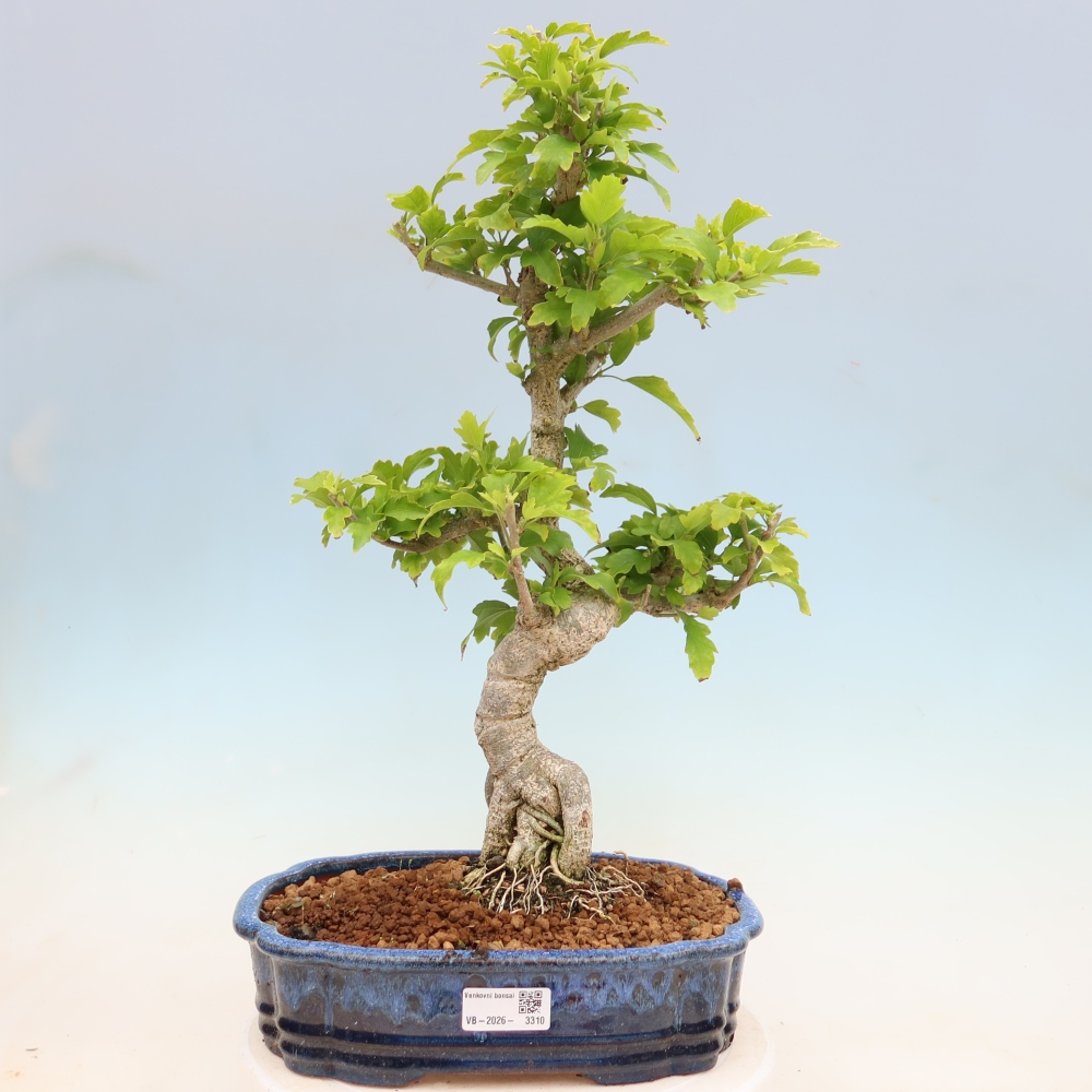 Bonsai für den Außenbereich – Hibiscus syriacus – Syrischer Hibiskus