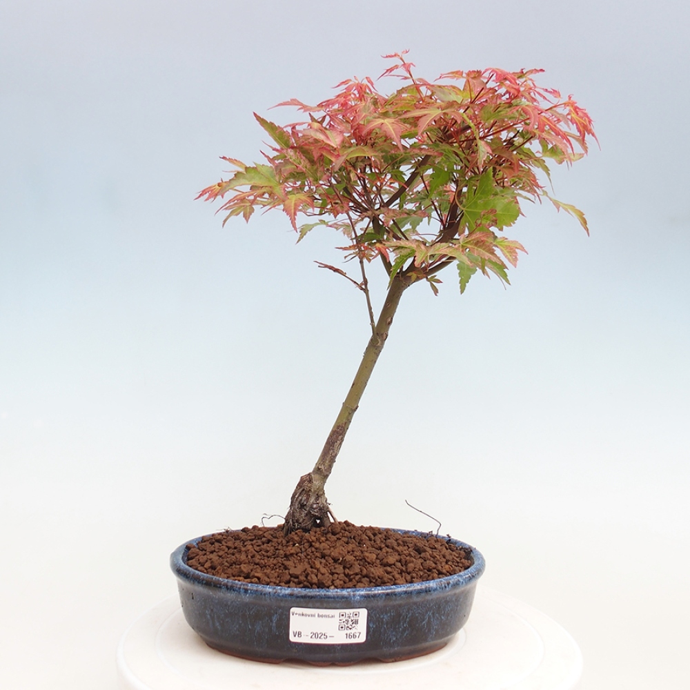 Ahorn - Acer palmatum Beni Tsukasa