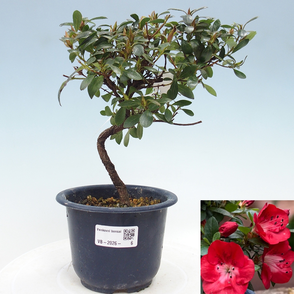 Bonsai für draußen - Japanische Azalee - Azalea Benibeni