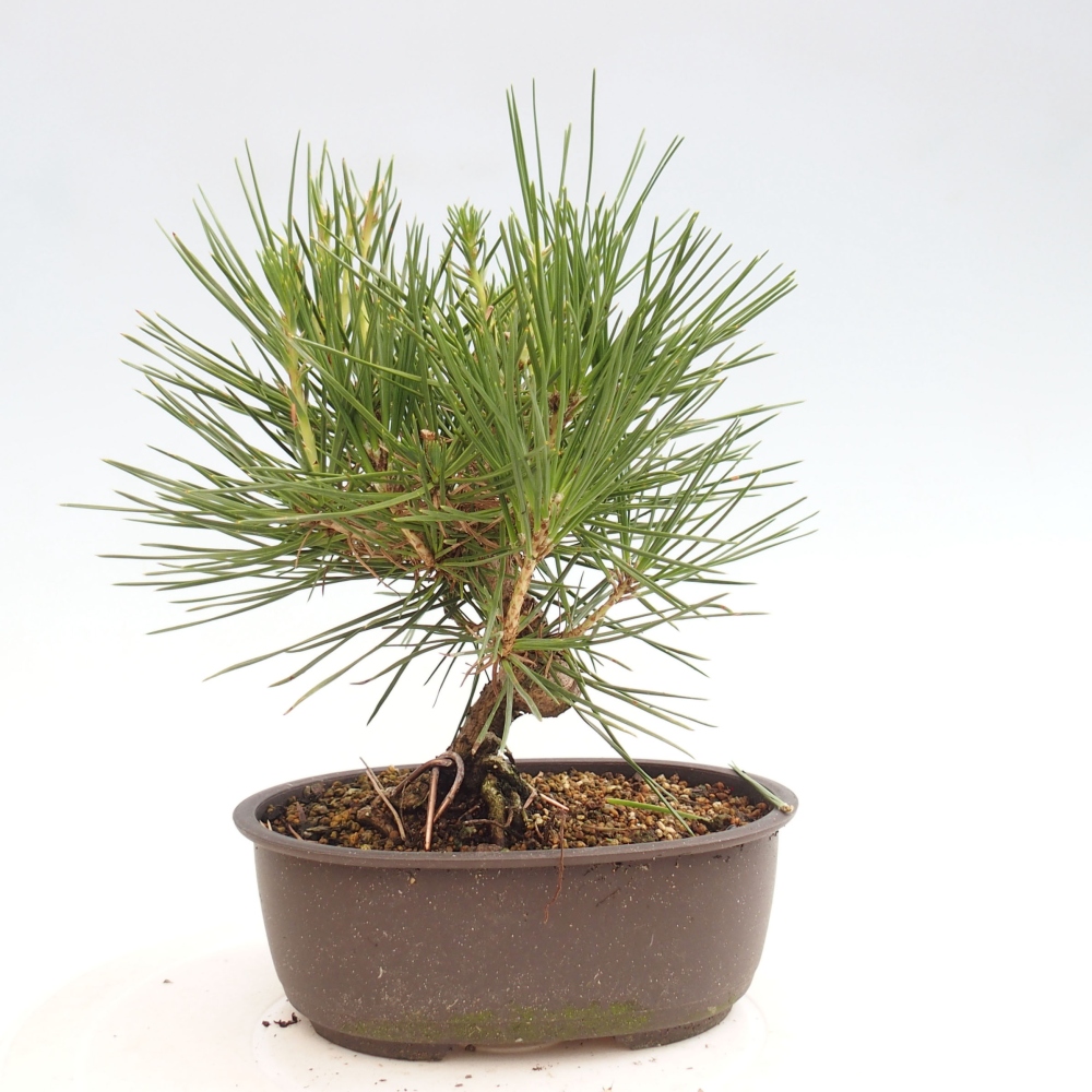Bonsai im Freien - Pinus thunbergii - Thunbergia-Kiefer