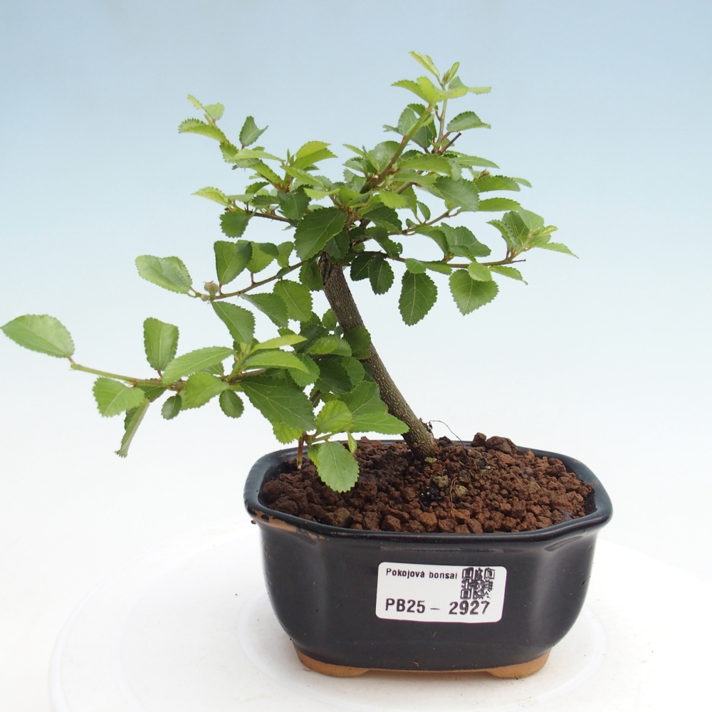 Zimmerbonsai - Grewia occidentalis - Lavendelstern