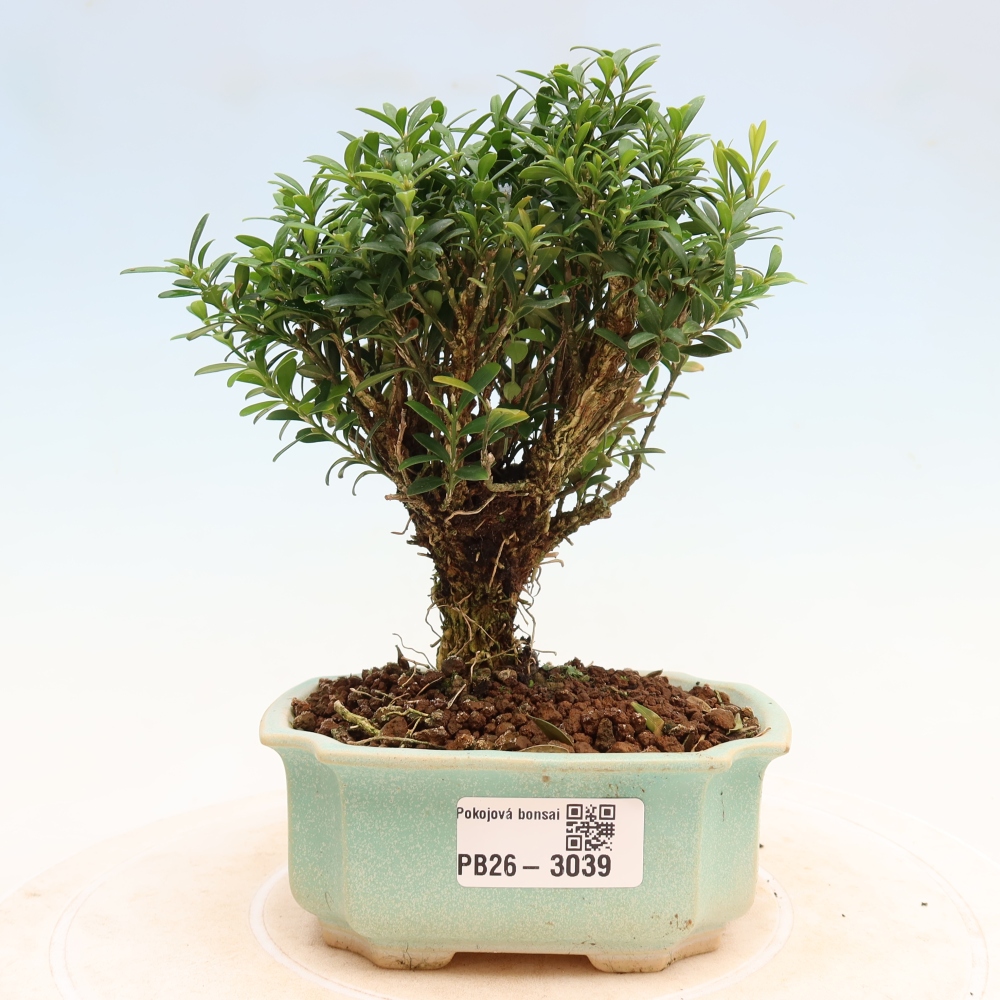 Zimmer Bonsai - Buxus harlandii - Korkbuxus