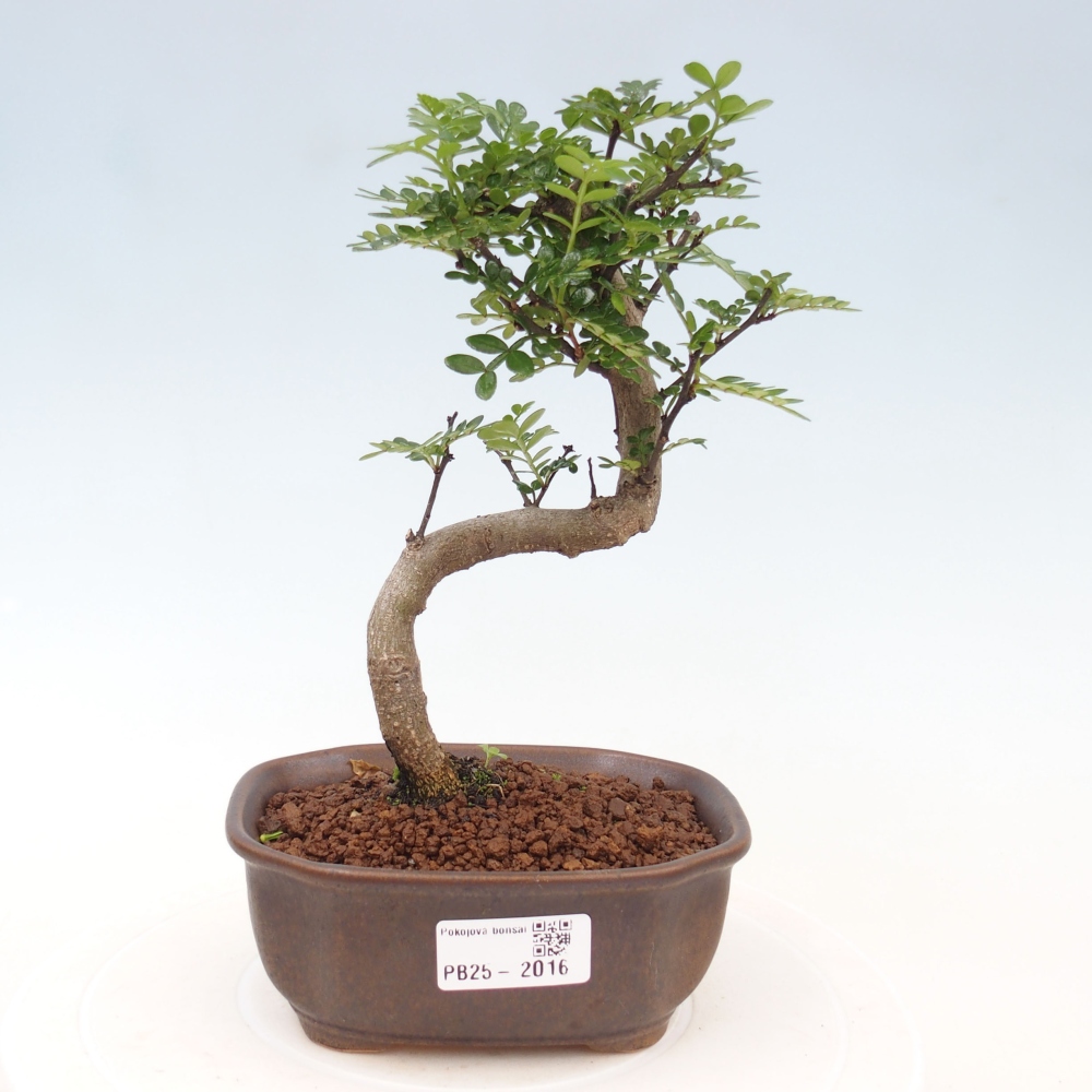 Indoor-Bonsai - Zantoxylum piperitum - Pfefferminze