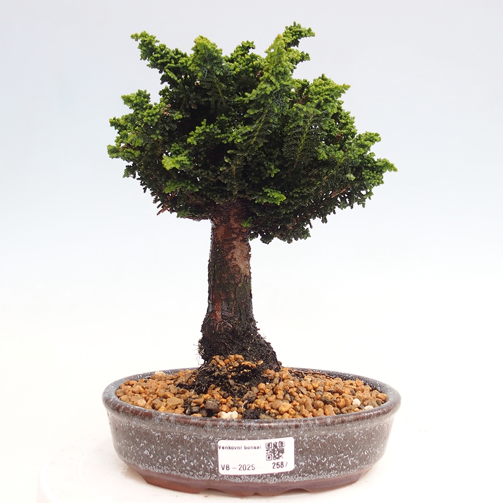 Bonsai im Freien - Cham. obtusa SEKKA HINOKI - Zypresse