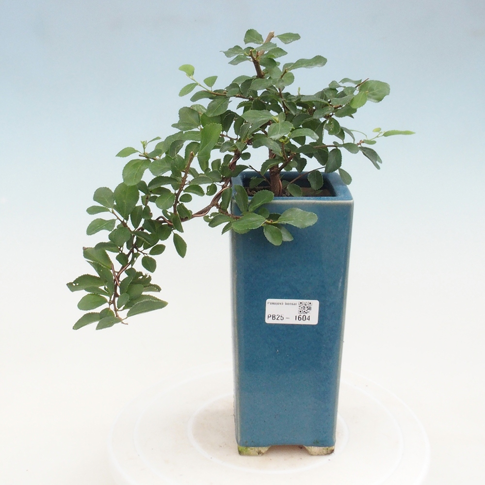 Zimmerbonsai - Grewia occidentalis - Lavendelstern