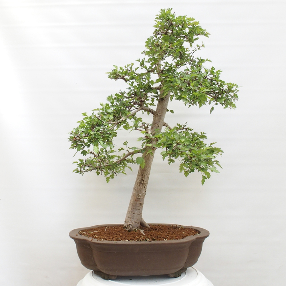 Bonsai im Freien - Weißdorn - Crataegus monogyna